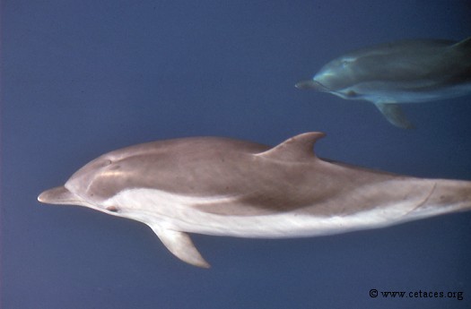 De dauphin bleu et blanc