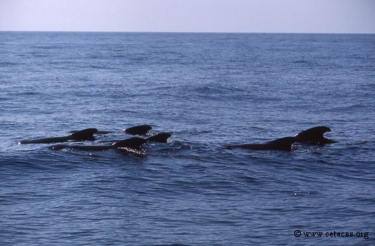Août 1989 : un beau groupe de globicéphales en mer Ligure