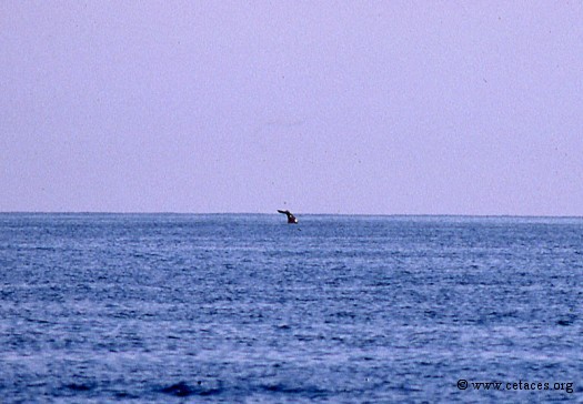 Notre première observation de cachalot en Méditerranée : pas impressionnante !