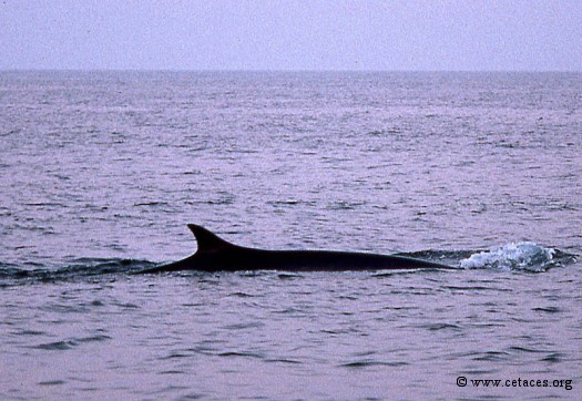 Rorqual commun en février