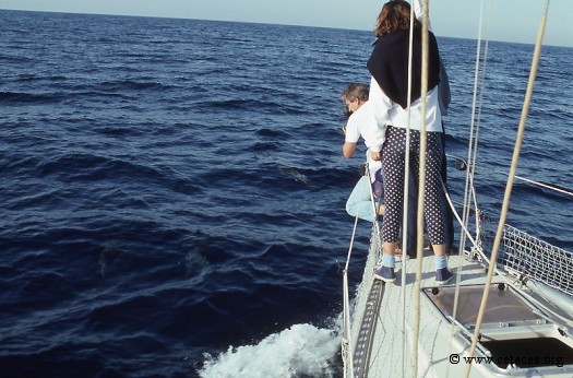 L'équipe de TF1 filme des dauphins bleus et blancs