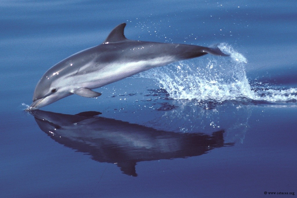 Dauphin bleu et blanc // Striped dolphin - Cétologie - Baleines et dauphins,  le magazine en ligne