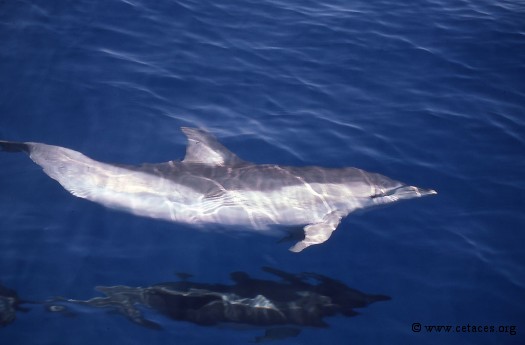 Dauphin commun vu en mer Tyrrhénienne