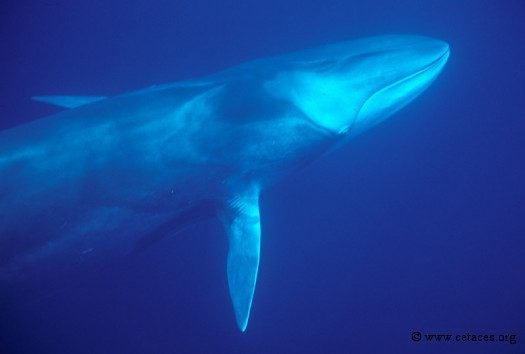 Quand on voit le rorqual sous l'eau, on a du mal à en croire ses yeux