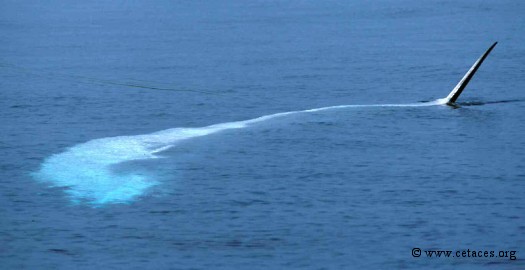 Quand un rorqual s'amuse pèrs du voilier