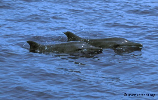 Les dauphins à bec étroit, facétieux à leurs heures