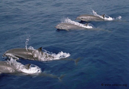 Dauphins de Fraser près de Huahine en octobre 1996