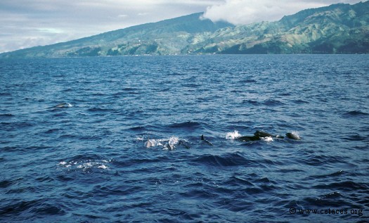 Péponocéphale au nord de Tahiti, début novembre