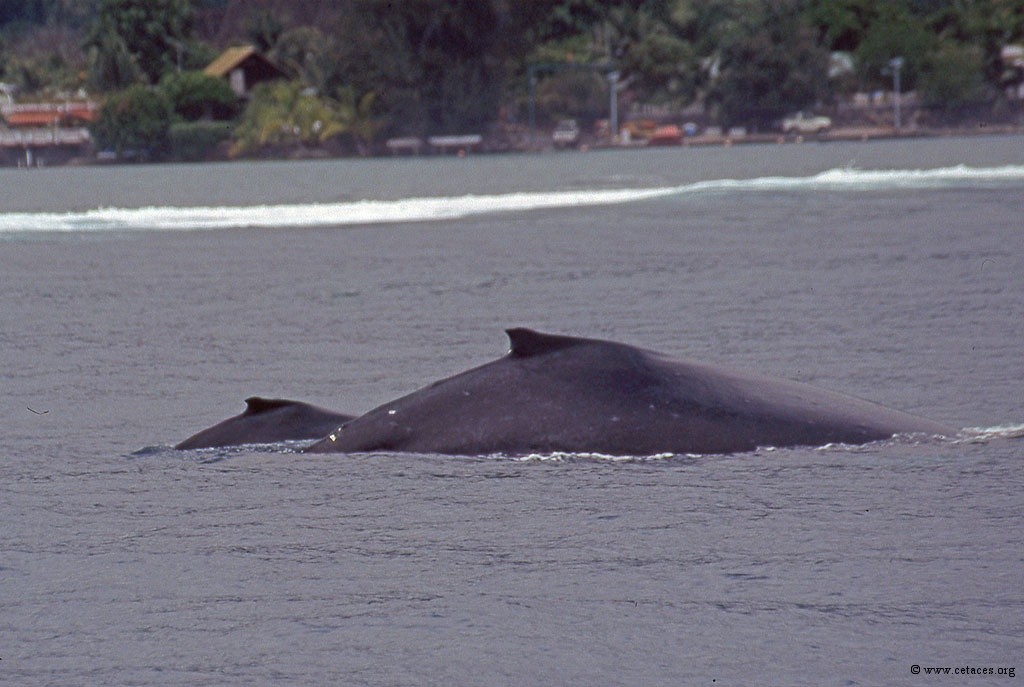 Mégaptère ou Baleine à bosse