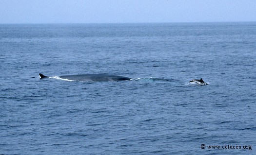 Pourquoi le dauphin saute-t-il dans la vague d'étrave de ce rorqual ?