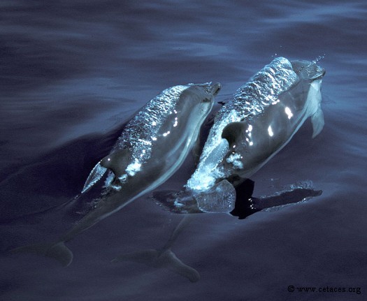 Comment soufflent les dauphins