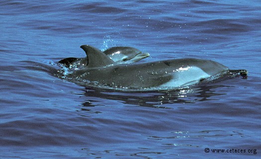 Nouveau né de dauphin bleu et blanc