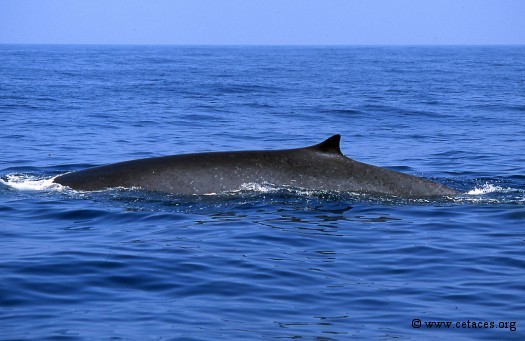 Rorqual du 14 juillet