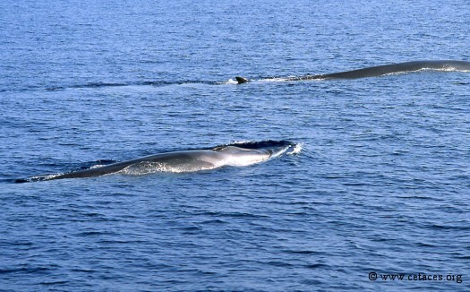 Rorqual au mois d'août