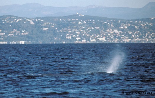 20 juin: un cachalot souffle devant Golfe-Juan