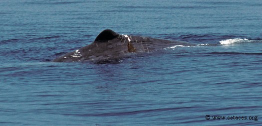 Un cachalot qui vient juste de se faire blesser par l'hélice d'un yacht