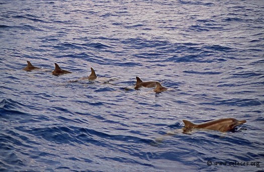 Un groupe de dauphins Steno entre Tahiti et Moorea