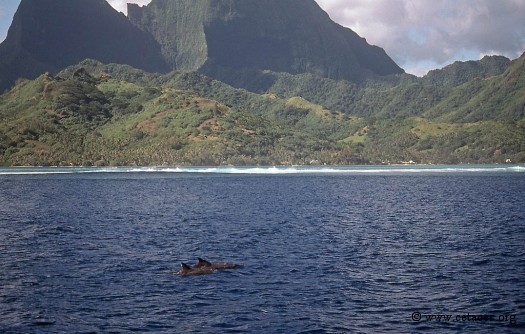 Petit groupe de Stenos vu au nord de Moorea en mars 99