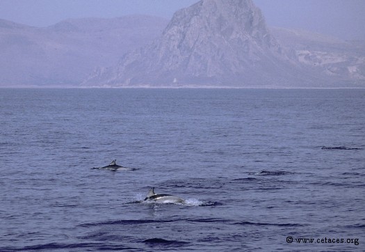 Des bonnes surprises près du Cap au nord-ouest de la Sicile