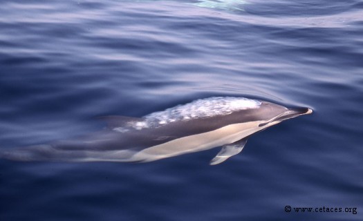 Sitôt le cap de Gata passé, ... les Delphinus sont communs