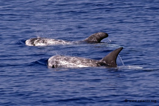 Dauphins de Risso en juillet 1999