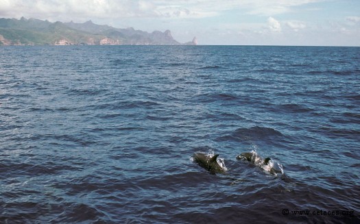 L'île de Ua Pou et son comité d'accueil, des dauphins tachetés