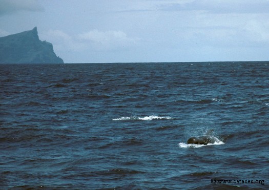 Groupe de globicéphales au sud de Nuku Hiva