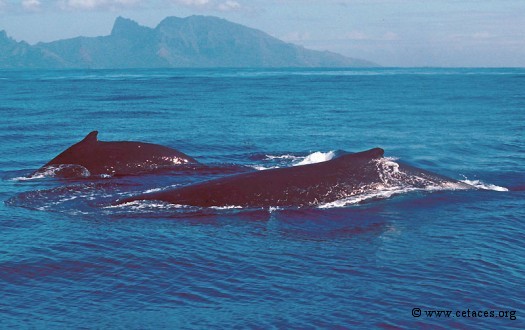 Fin-octobre 1999, encore pas mal de Mégaptère à Tahiti