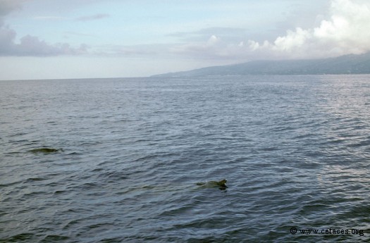 Approche d'un groupe de mésoplodons dans le canal entre Moorea et Tahiti