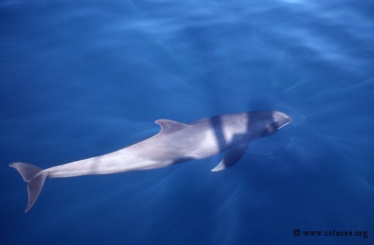 Le corps très fuselé d'un dauphin d'Electre dans les eaux calmes vers Hiva Oa