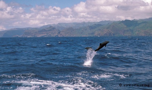 Aux Marquises il est difficile de faire le tour d'une île, ici Nuku Hiva, sans voir de dauphins (ici des Tursiops)