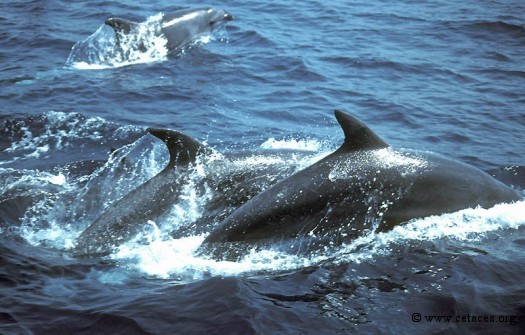 Beaux 'gros' Tursiops rencontrés aux alentours de l'île d'Alboran