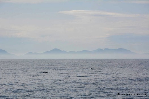 Groupe de Stenella, avec en arrière plan la pollution atmosphérique de la baie de Cannes