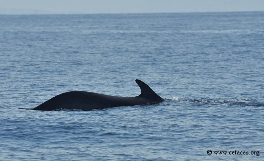 Posture d'écoute 'tête en bas' sous-marine pour la baleine