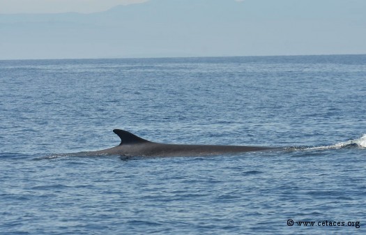 Un rorqual commun adulte observé assez près (25 lm) du littoral