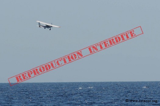 Whale-watching avec appui aérien: plus productif ?