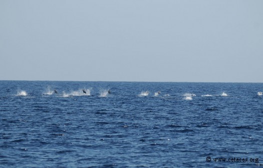 Les dauphins poursuivis: c'est plus marrant quand ça saute, non ?