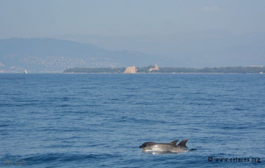 Le groupe de grands dauphins sur le talus de Lérins