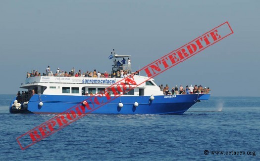 Whale-watching et cachalot en 2010