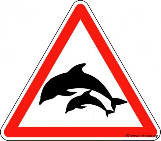 Interdiction de s'approcher d'un groupe de dauphins avec nourrissons. C'est pas compliqué.