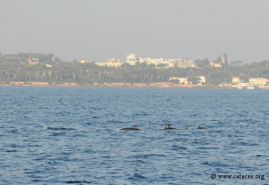 Scène que voyaient les pêcheurs il y a un siècle: un groupe de Stenella (avec un juvénile) nageant le matin du côté NE du cap