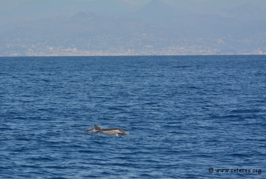 24 août, 12h35 : le voilier du GREC observe à plus de 200m la nursery du groupe de dauphins d'Antibes s'éloigner discrètement vers le large pour son repos quotidien
