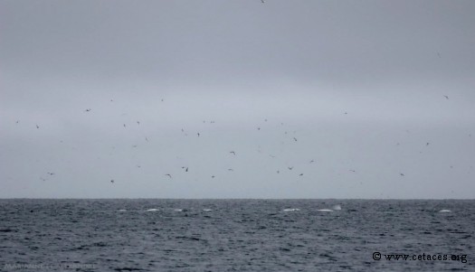 Grand groupe de Bélougas en chasse