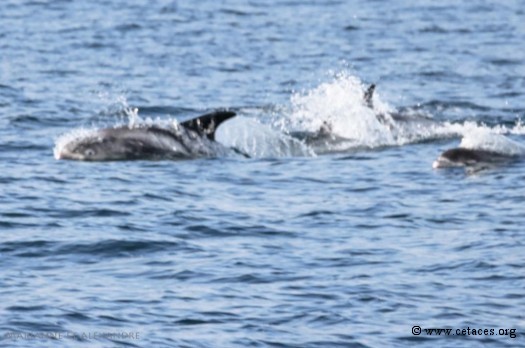 Lagenorhynchus albirostris, un dauphin qui aime le froid, et difficile à photographier