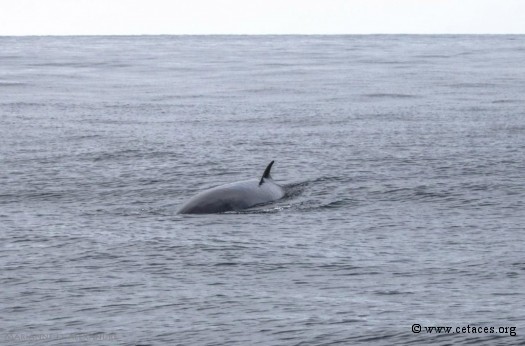 Rorqual de Minke, se dirigeant vers le voilier