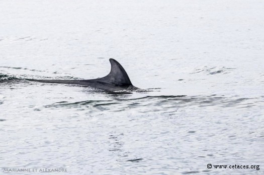 Le rorqual de Minke tout près du voilier