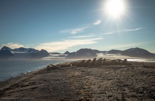 Les Morses, vu à l'ouest des Svalbard