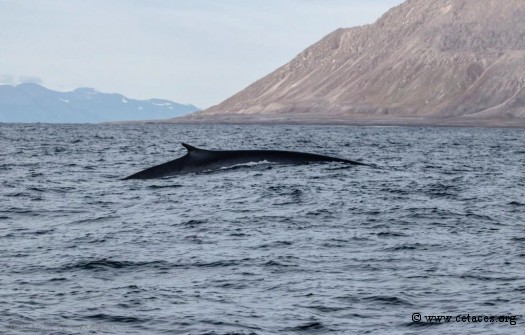 Rorqual commun, bien vu le 10 août