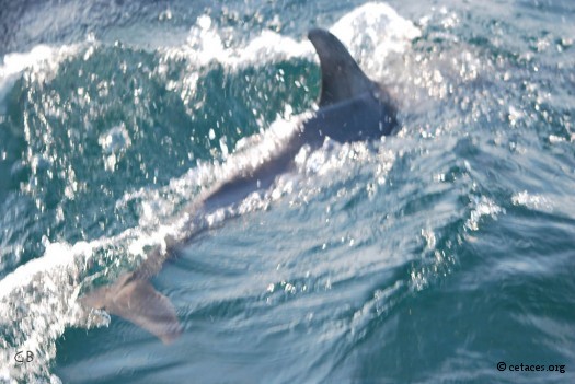 Delphinus delphis anglo-normand