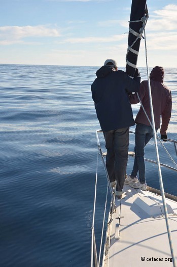 Deux dauphins à l'étrave !